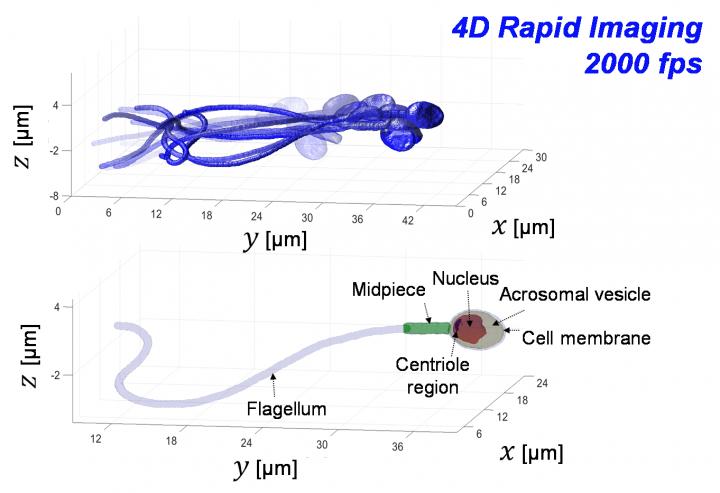 Sperm Imaging