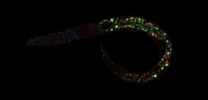 A C. elegans with fluorescently labeled subcellular structures for fat metabolism