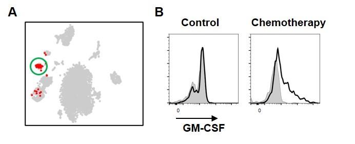 Figure 2. ILC2s produce GM-CSF after chemotherapy