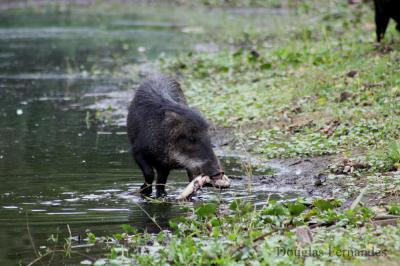 Sushi for Peccaries?