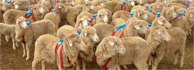 Herding Sheep Really Are Selfish (1 of 2)