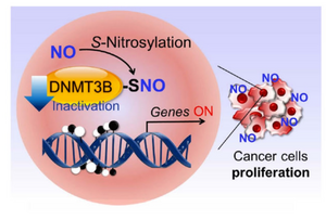 Cancer cells proliferation