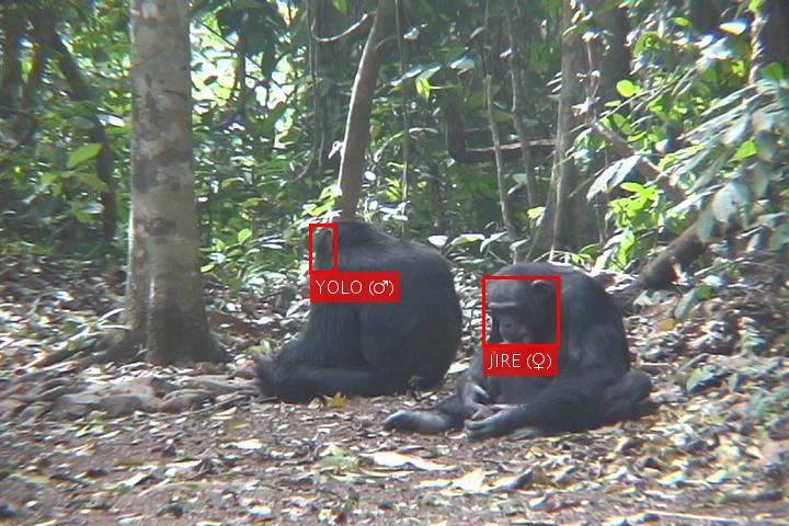 Deep Learning Tool Uses Large Video Datasets to Aid in Wild Chimpanzee Facial Recognition (7 of 7)