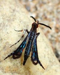 The New Clearwing Moth Species <i>Pyrophleps ellawi</i>