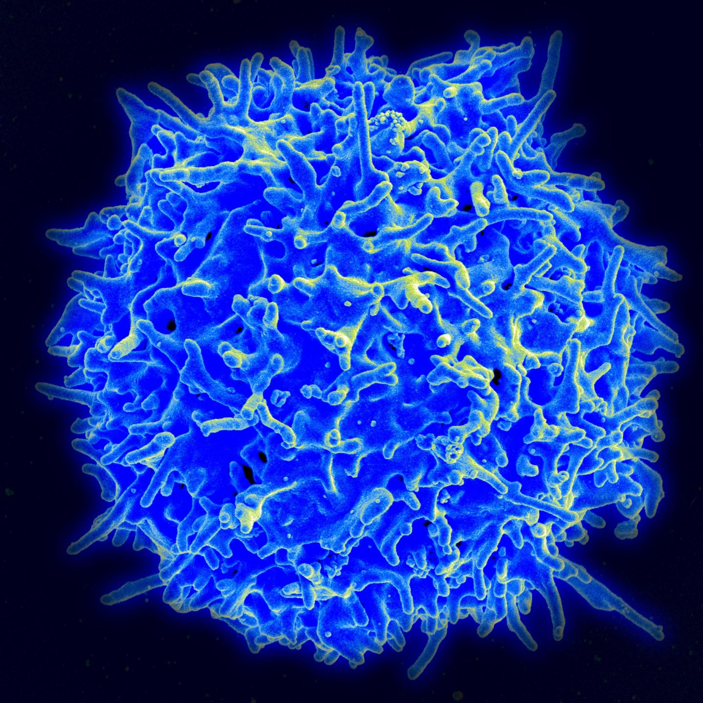 Healthy Human T Cell