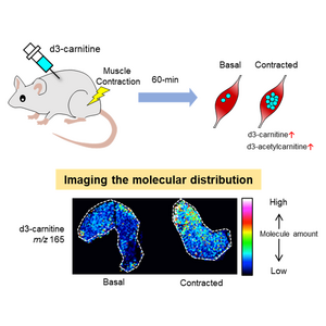 Schematic of the procedure to map carnitine distribution.