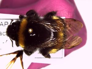 A bee specimen