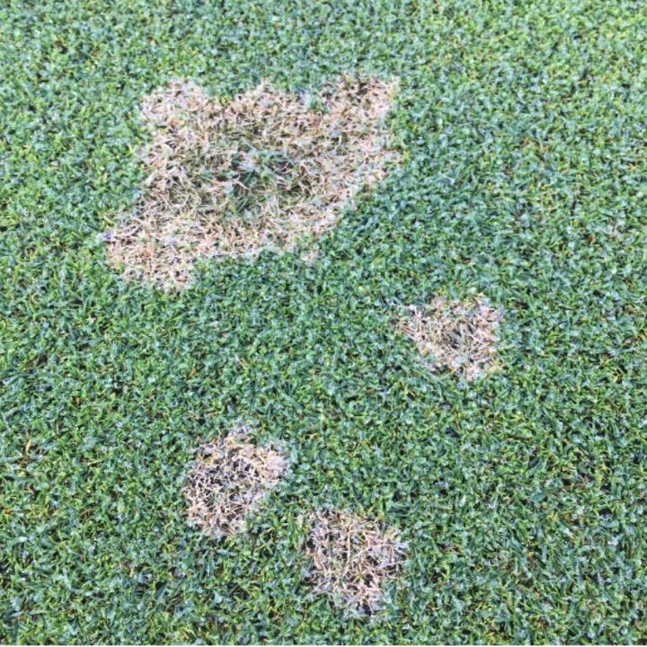 Dollar Spot Green