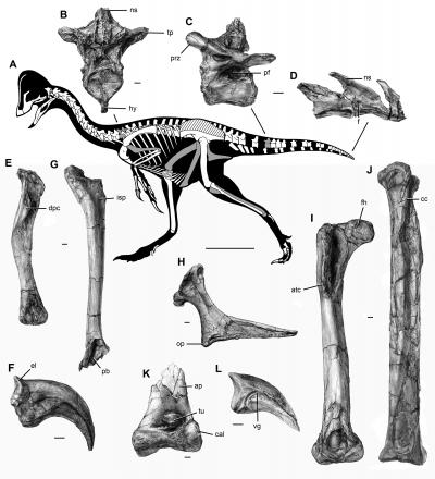 Skeleton and Bones of <I>Anzu wyliei</I>