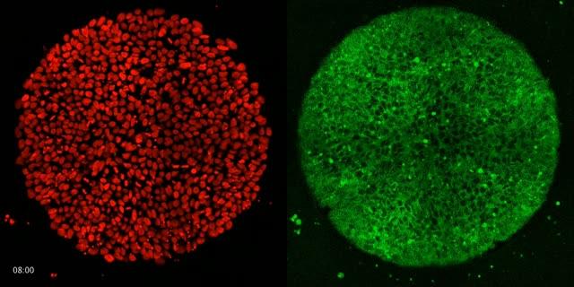 Embryo Development