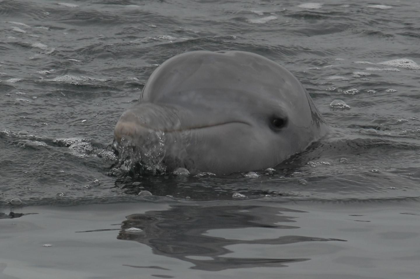 Bottlenose Dolphin