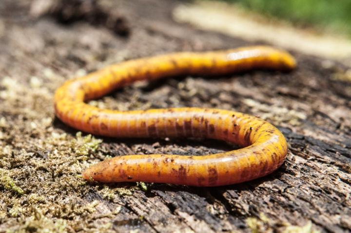 Sa&otilde; Tom&eacute; caecilian from southern part of island