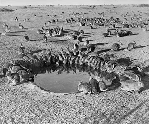 Feral rabbits drinking at a waterhole during a myxomatosis trial in Australia in 1938.