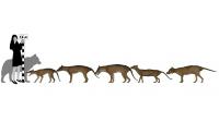 Thylacine Group Scale