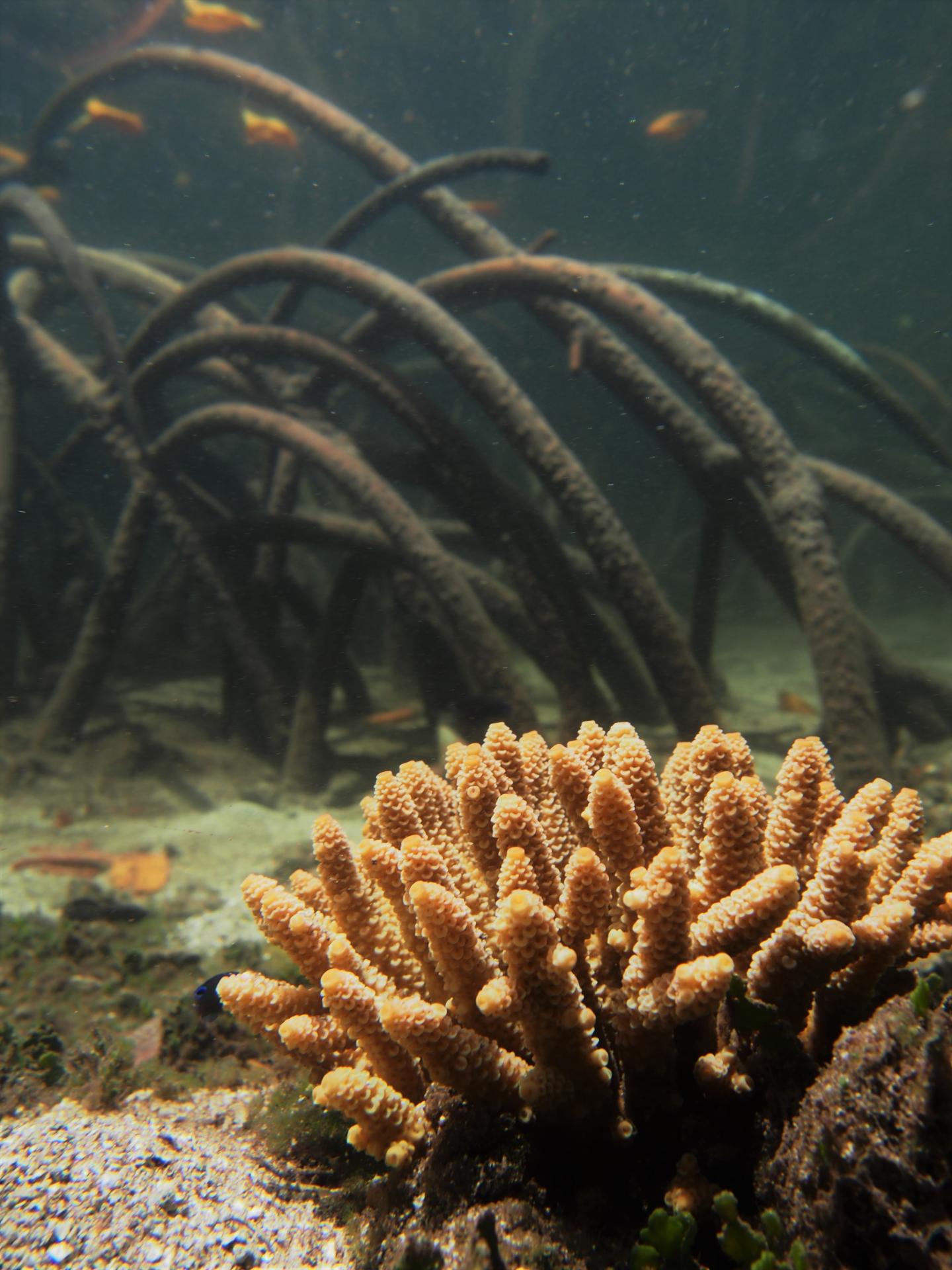 Extreme corals in Australian Great Barrier Reef Mangrove Lagoons