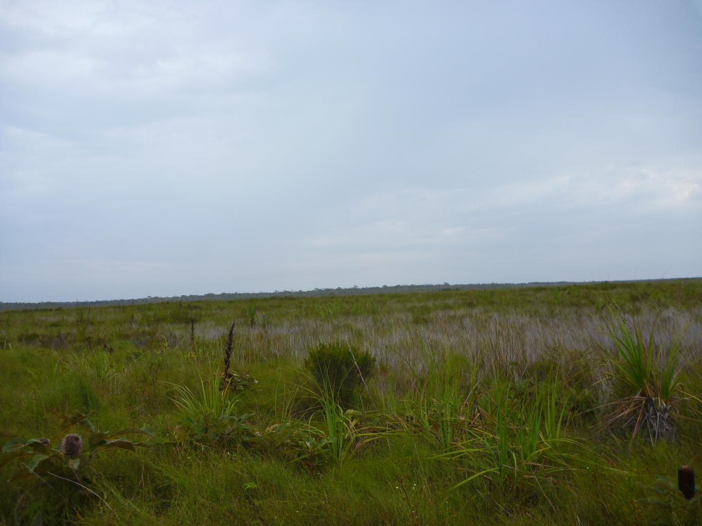 Moon Point Peatlands 
