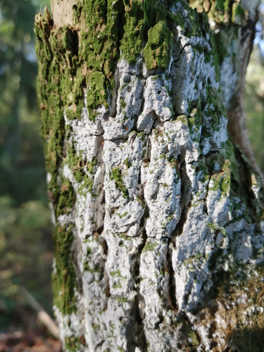 Alcobioses are common in urban areas, too. Lyomyces sambuci, pictured here, is abundant on elder bark.