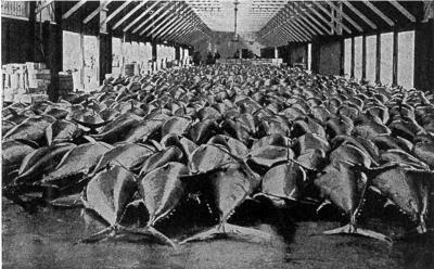 Bluefin Tuna Fill a Danish Auction Hall, 1946
