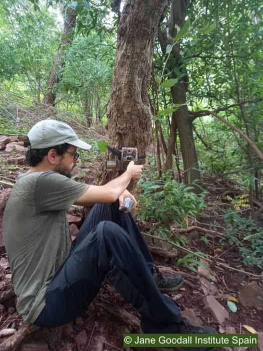 Los chimpancés utilizan diferentes tipos de memoria para encontrar los insectos escondidos bajo tierra