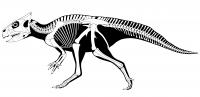 <i>Auroraceratops</i> Skeleton