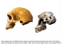 Skull Comparison
