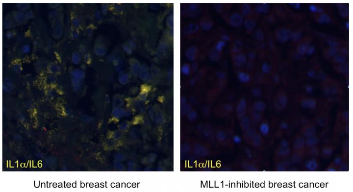 Epigenetic Enzyme Inhibition
