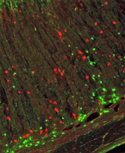 Ghrelin-Producing Cells and Immune Cells