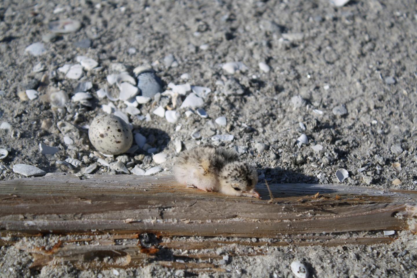 Least Tern Chick