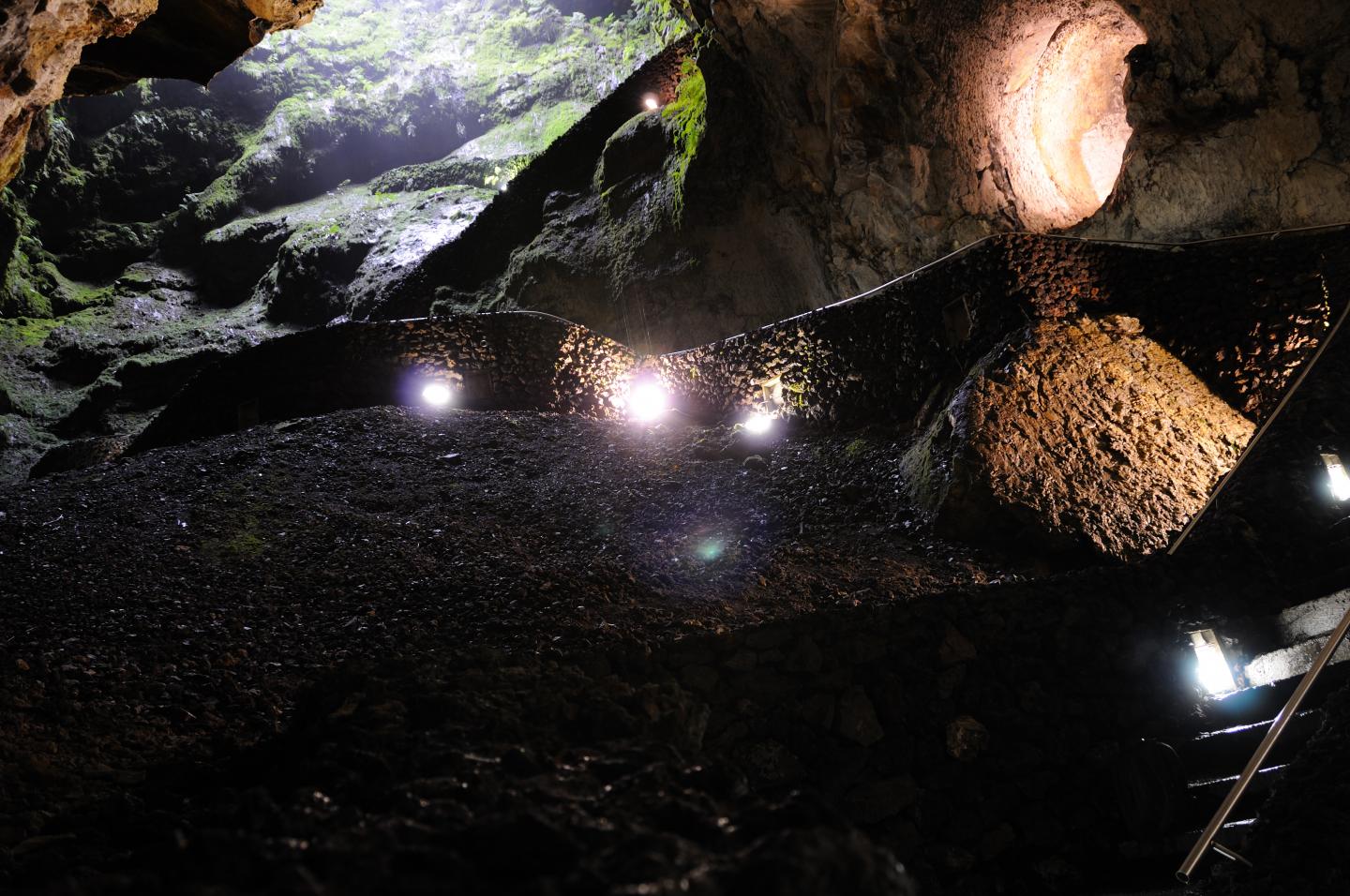 The Main Location of the Species <i>Turyniphia cavernicola</i>