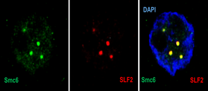 The cell sentinel that neutralises hepatitis B