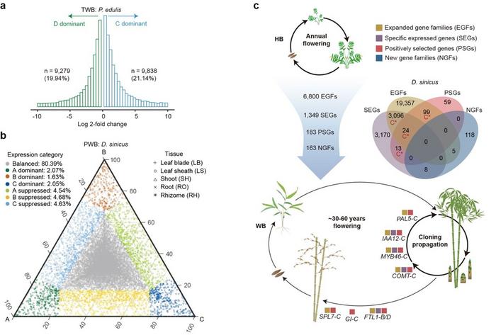 Histograms (a) and ternary plot (b) of homoeologs for expression bias in representative species of tetraploid and hexaploid clades of woody bamboos and life history transition from herbaceous to woody bamboos with underlying genetic alterations (c)