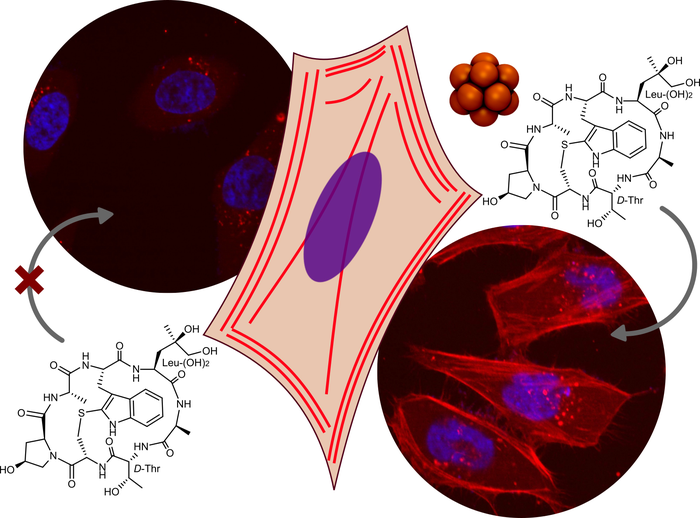 Boron Clusters as Broadband Membrane Carriers