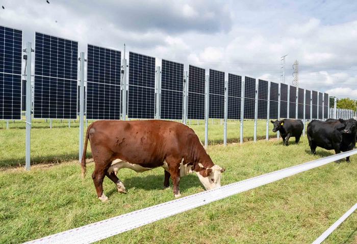 Cows and vertical solar panels