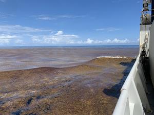 Sargassum Patch