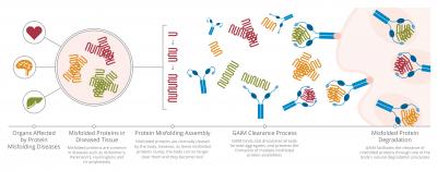GAIM Targets Multiple Misfolded Proteins Simultaneously