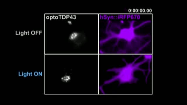 Pushing TDP-43 Together Kills Neurons
