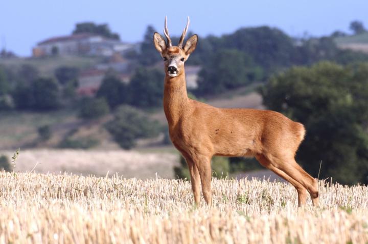 Deer Migration