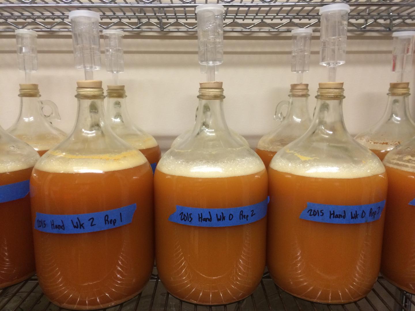 Fermentation of 'Brown Snout' [IMAGE] EurekAlert! Science News Releases