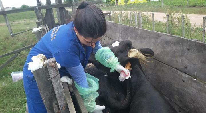 Leptospirosis Strains Identified in Uruguay Cattle