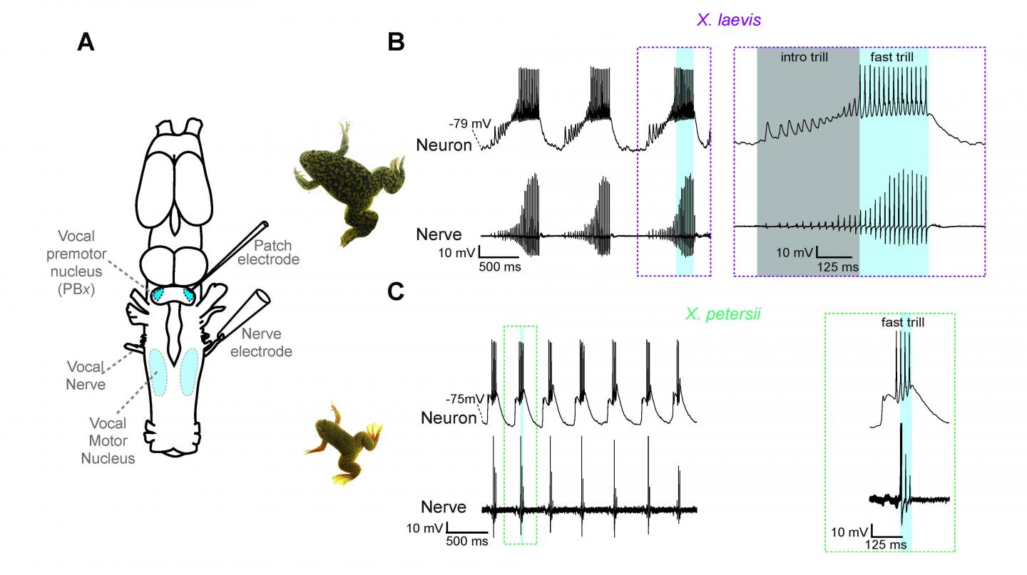 Divergent Vocalizations