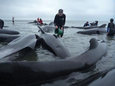 Rescuers Help Refloat Pilot Whales Stranded in New Zealand