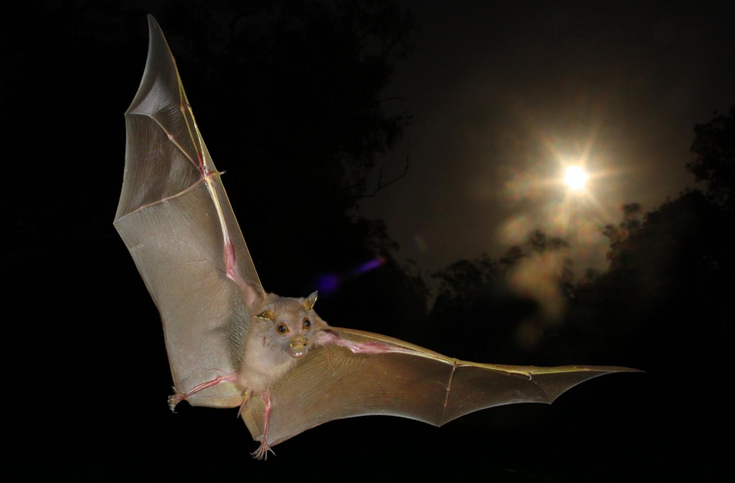 'Non-Echolocating' Fruit Bats Actually Do Echolocate, with Wing Clicks