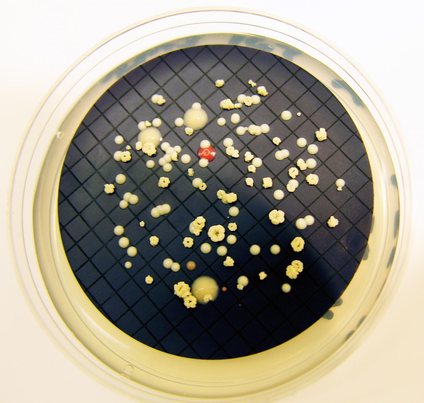 Bacteria Growth