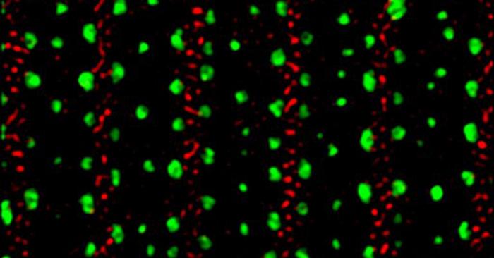 Roundworm collagens via super-resolution microscopy