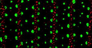 Roundworm collagens via super-resolution microscopy