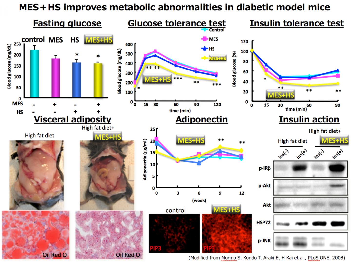 MES+HS in the diabetic model m [IMAGE] | EurekAlert! Science News Releases