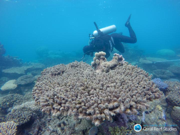 Surveying the Damage on the GBR