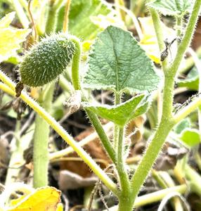 Squirting cucumber growing