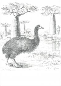 An Artist's Illustration of the Giant Elephant Bird (2 of 2)