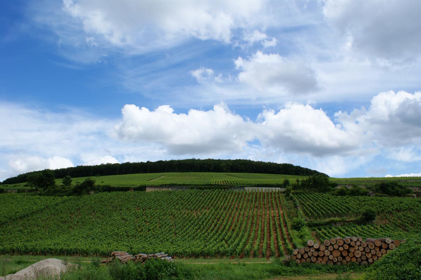 Vineyards in Beaune, Burgundy